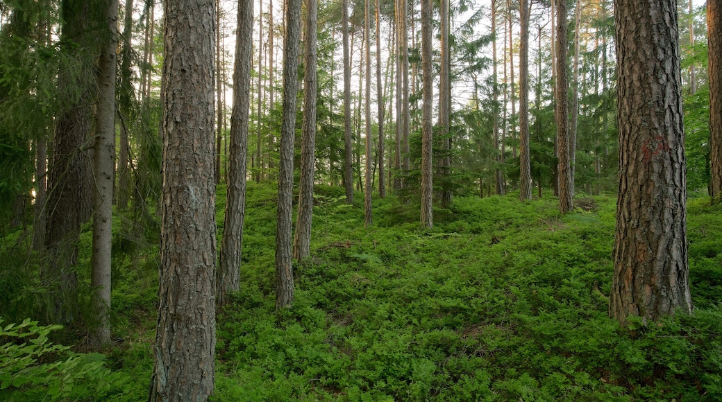 Keutschach am See toont bossen