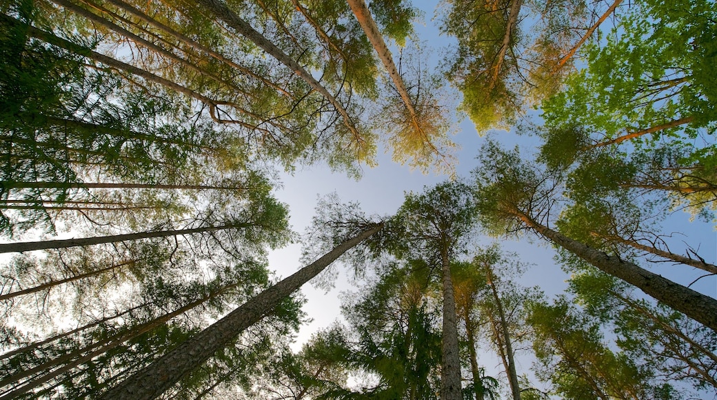 Keutschach am See inclusief een zonsondergang en bos