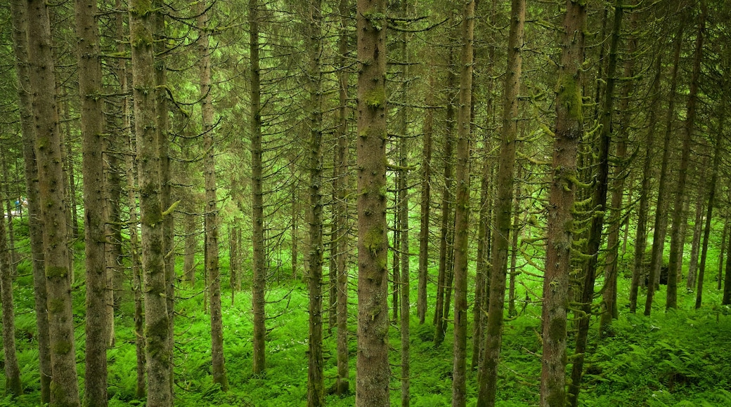 Krimmlerin vesiputoukset joka esittää metsät