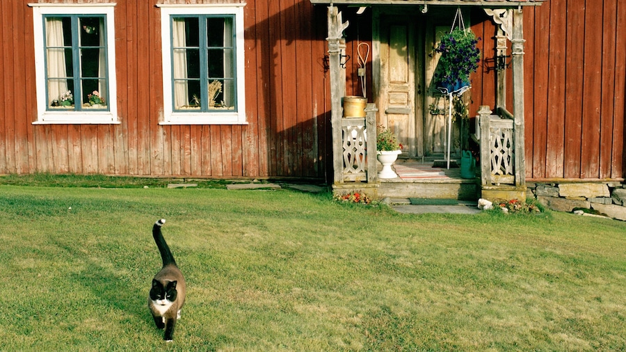 Falun featuring cuddly or friendly animals and a house