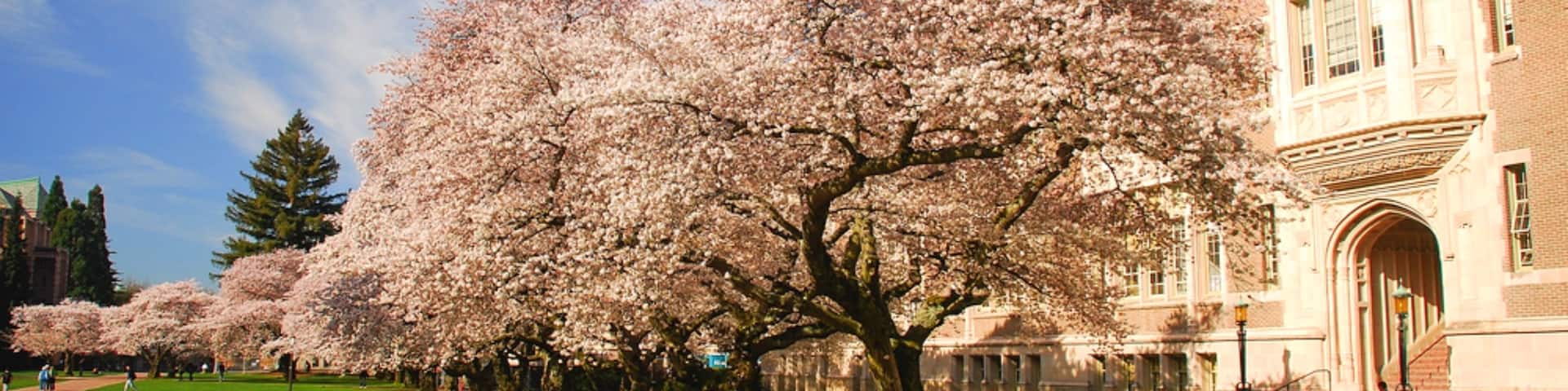 University District mit einem Park und Wildblumen