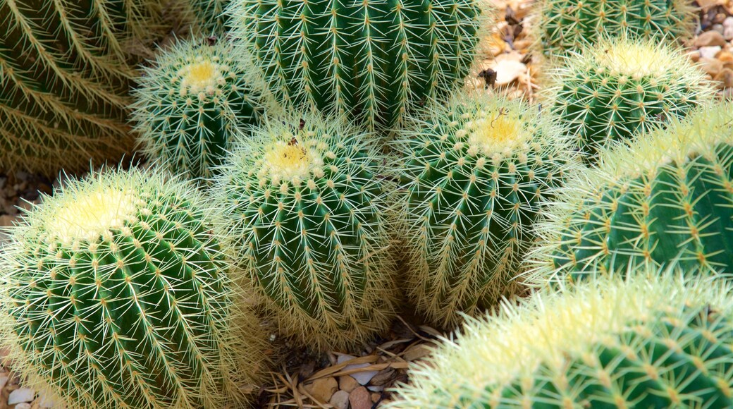 Mitchell Park Horticultural Conservatory