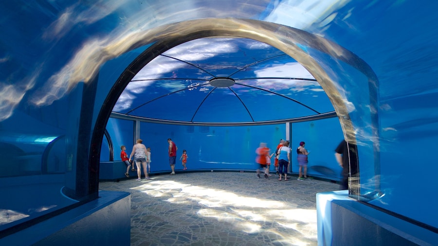 Indianapolis Zoo som inkluderar interiörer och havsdjur såväl som en liten grupp av människor