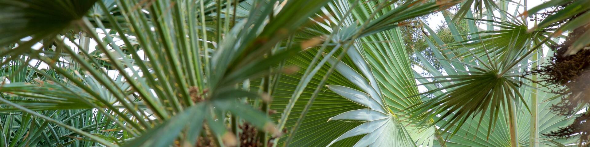 Mitchell Park Horticultural Conservatory