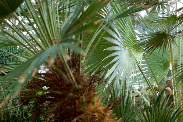 Mitchell Park Horticultural Conservatory