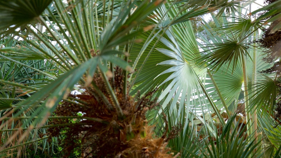 Mitchell Park Horticultural Conservatory