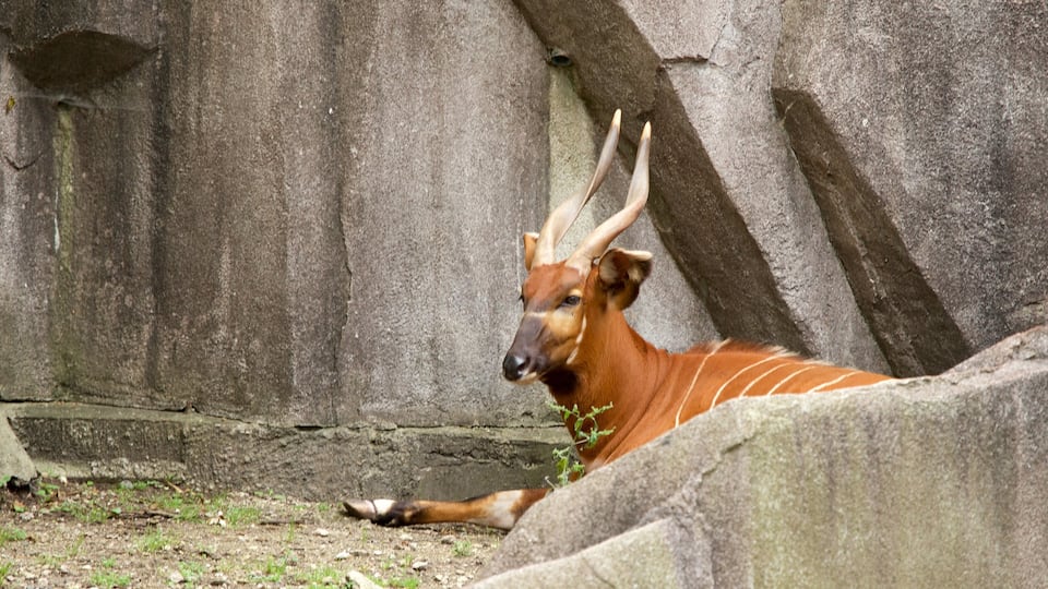 Zoológico de Milwaukee caracterizando animais de zoológico