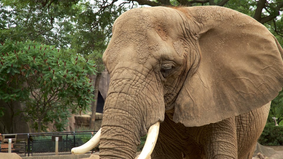 Zoológico de Milwaukee caracterizando animais de zoológico