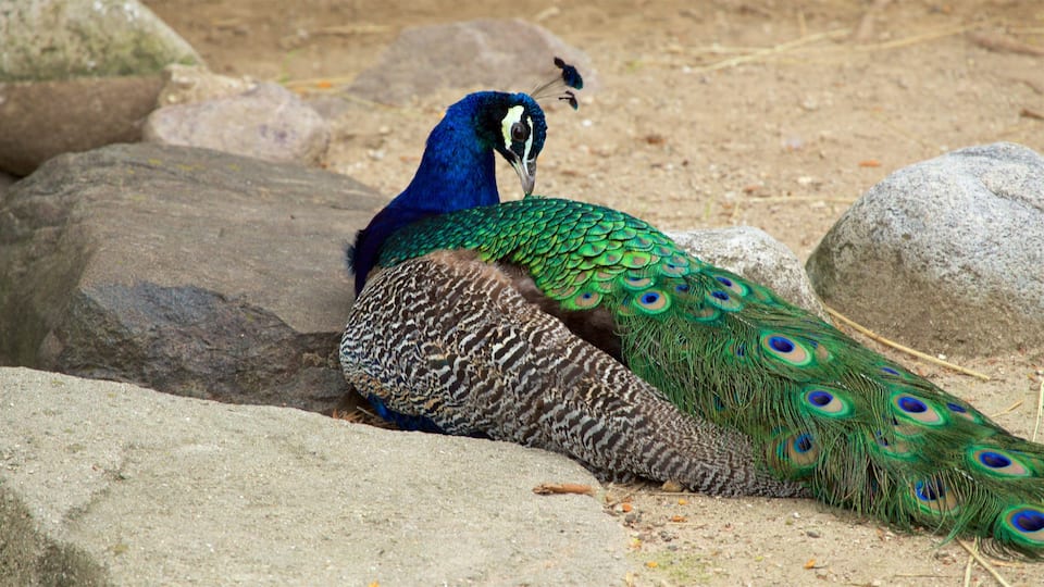 Zoológico de Milwaukee que inclui vida das aves e animais de zoológico