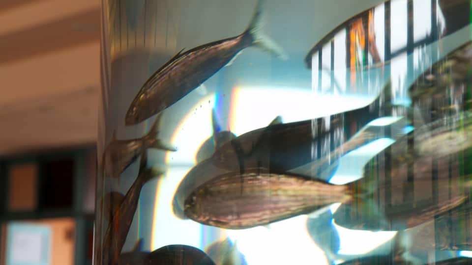 Birch Aquarium og byder på livet i havet