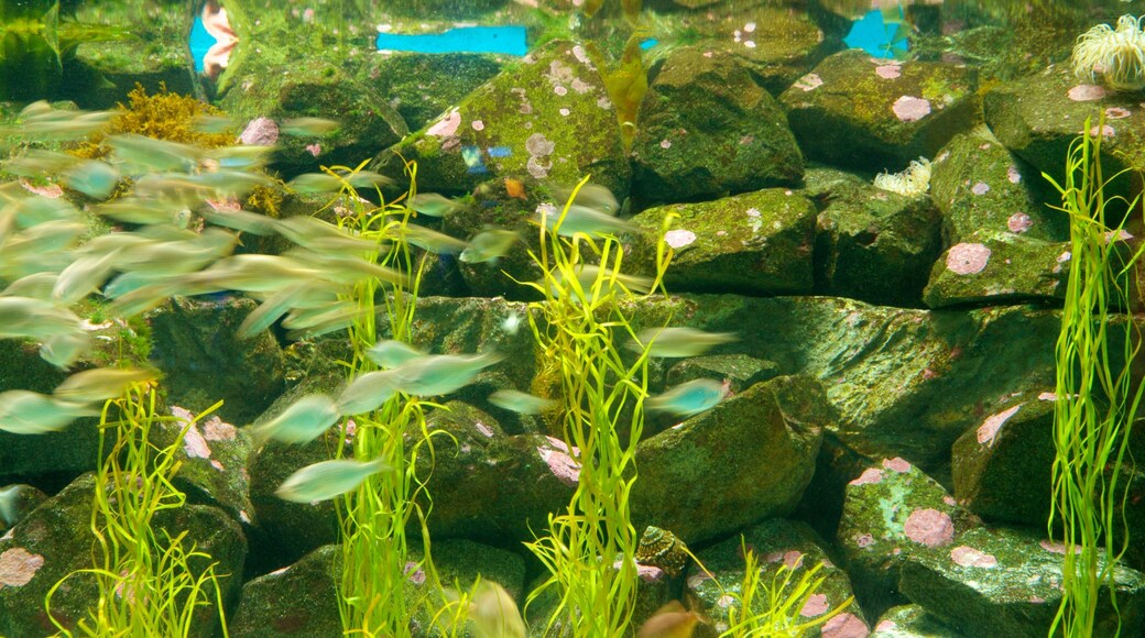 伯奇水族館 其中包括 海洋生物