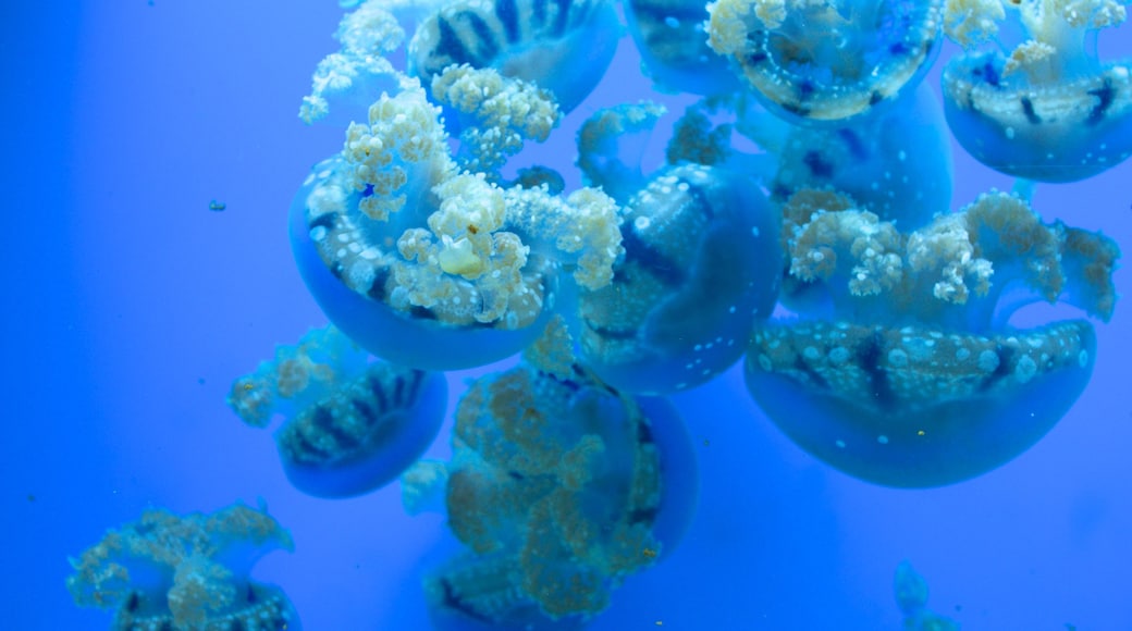 Birch 水族馆