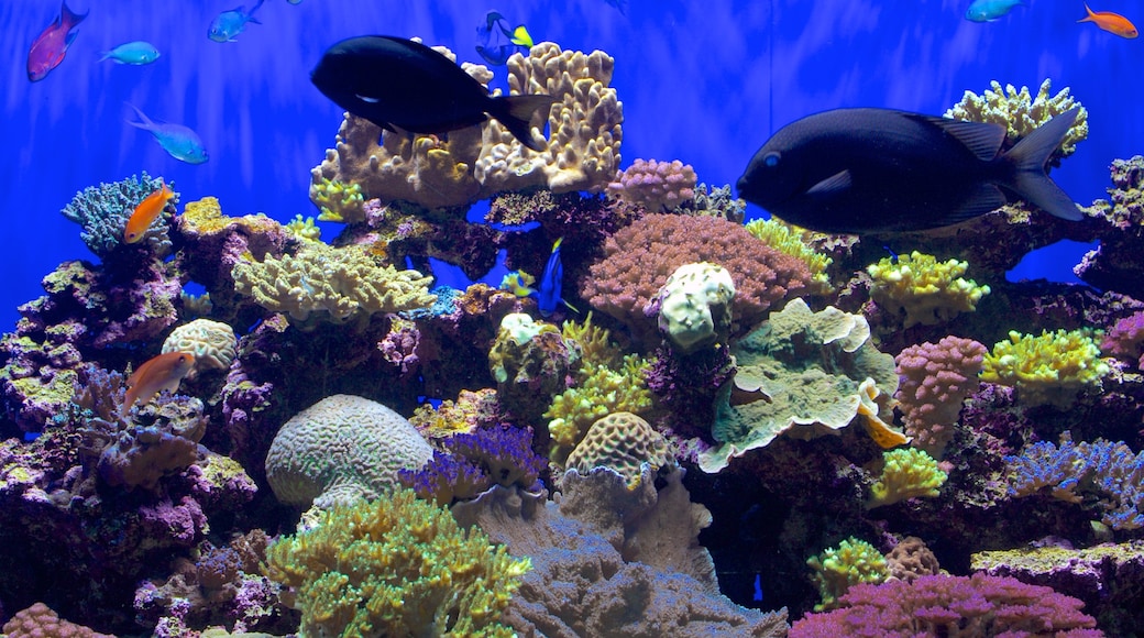 Birch Aquarium showing marine life and coral