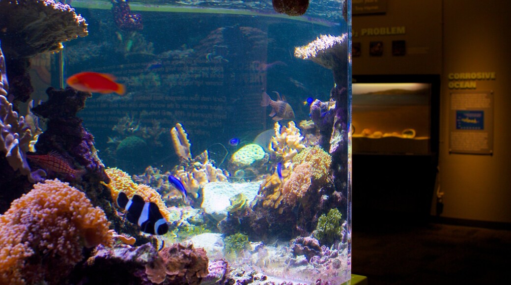 Birch Aquarium featuring interior views, marine life and colourful reefs