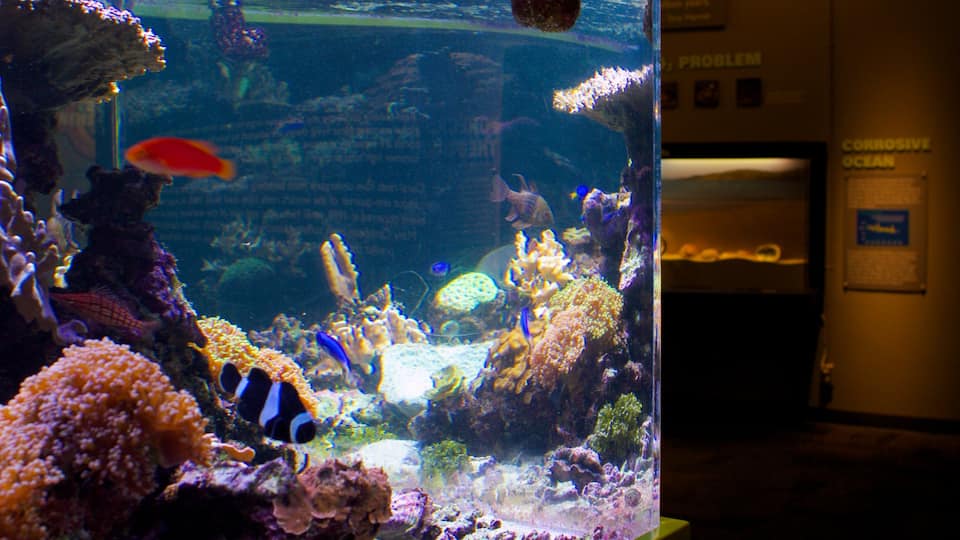 Birch Aquarium og byder på interiør, livet i havet og koral
