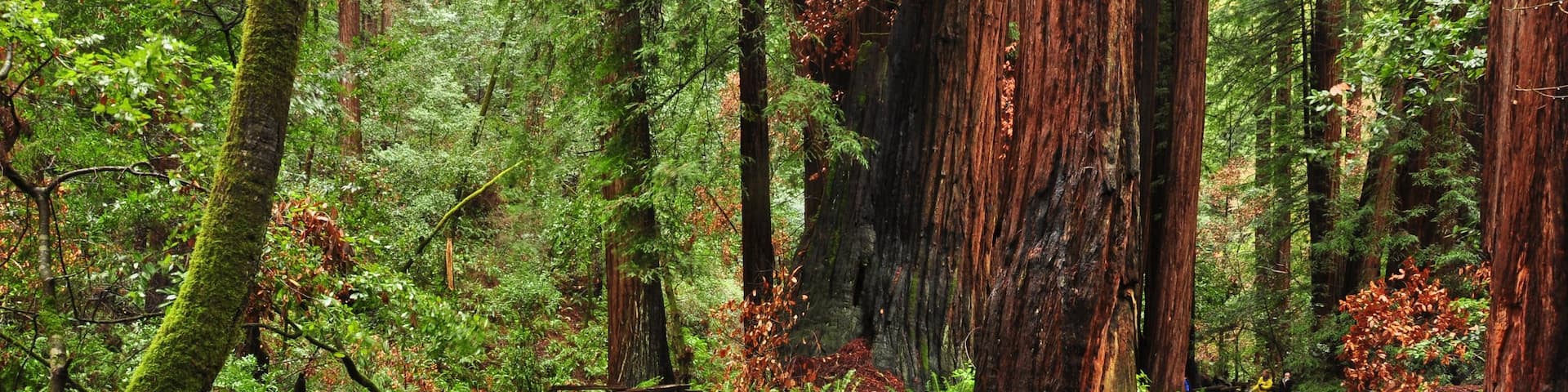 Muir Woods showing forest scenes, landscape views and a park