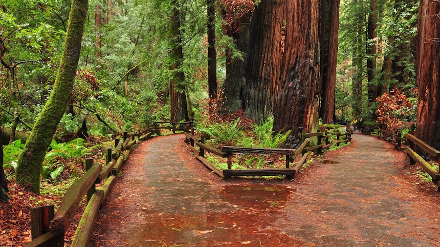 Muir Woods toont bossen, een park en landschappen