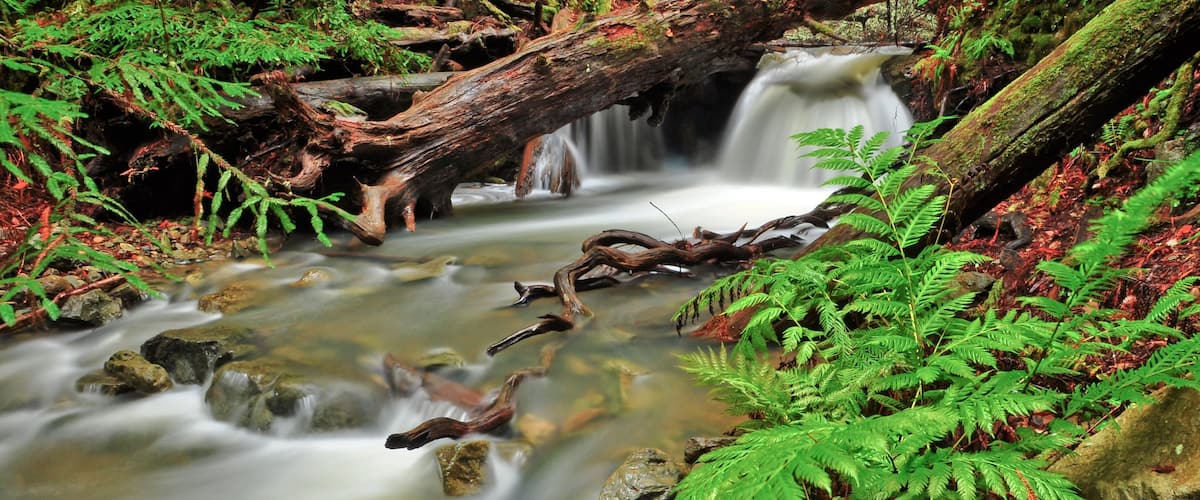 Muir Woods showing a river or creek, forests and landscape views