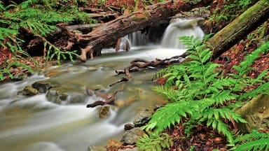 Muir Woods som viser elv eller bekk, landskap og skoglandskap