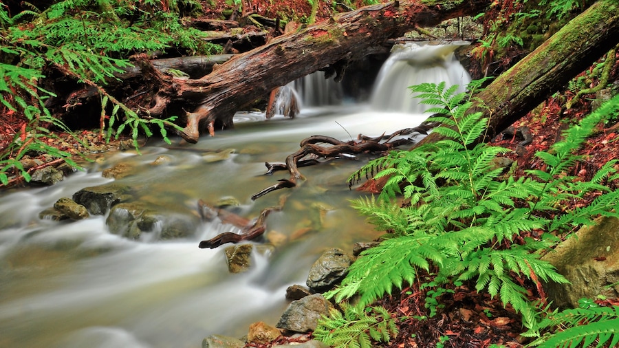 Muir Woods que incluye un río o arroyo, bosques y vistas de paisajes