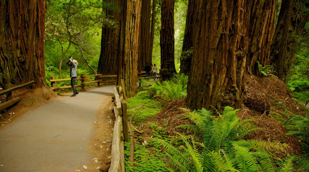 Muir Woods mettant en vedette randonnée ou marche à pied, panoramas et forêts