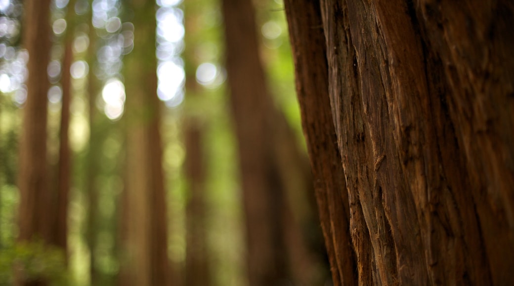 Baumriesen des Muir Woods das einen Waldmotive