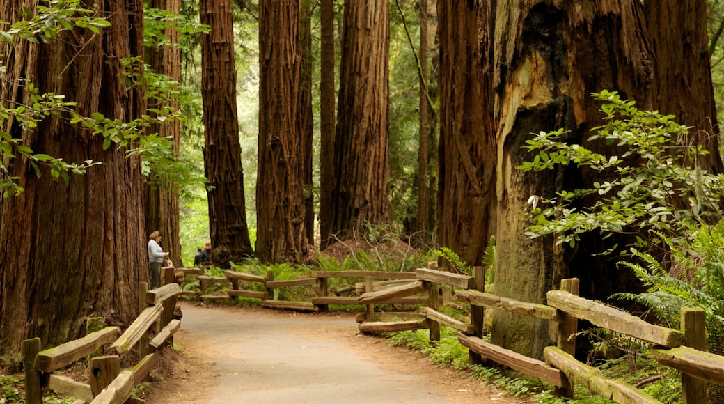 Muir Woods mostrando vista del paesaggio, foresta e parco