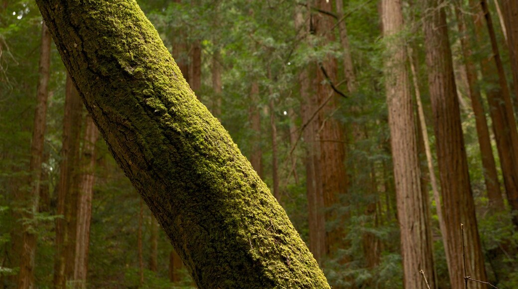 Muir Woods showing landscape views and forest scenes