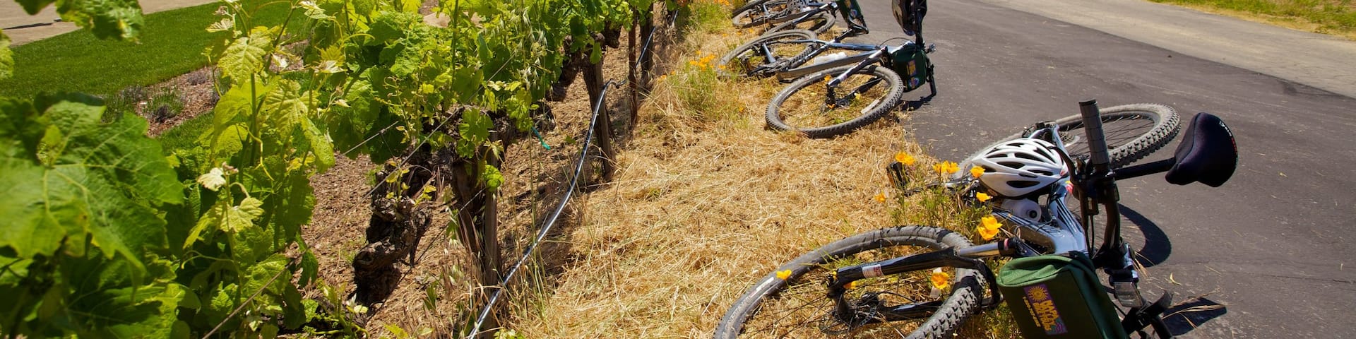 Napa Valley welches beinhaltet Landschaften, Farmland und Mountainbiking