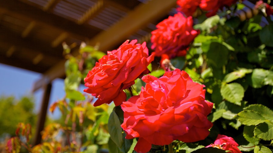 Californiske vindistrikt som viser blomster