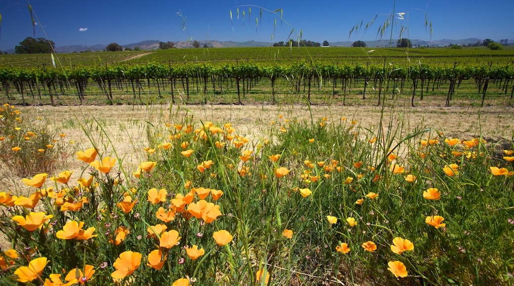 California Wine Country featuring wild flowers