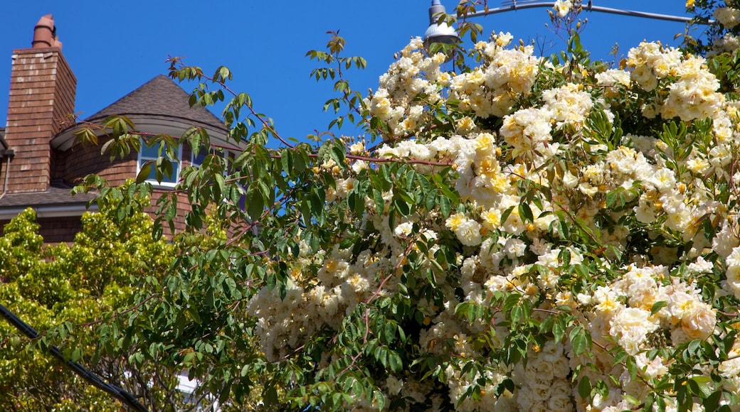 Sausalito mostrando flores silvestres, una casa y flores