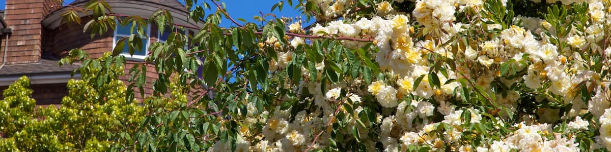 Sausalito das einen Blumen, Haus und Wildblumen
