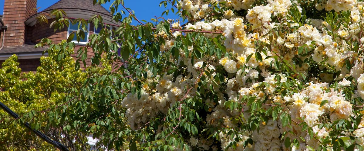 サウサリト どの含み 家屋, 花 と 野花