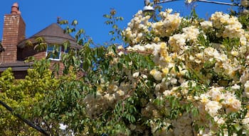 Sausalito showing a house, wild flowers and flowers