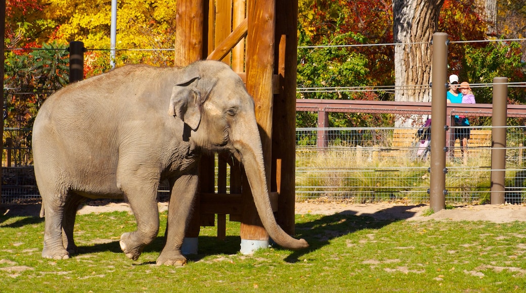 Denver Zoo showing zoo animals and land animals