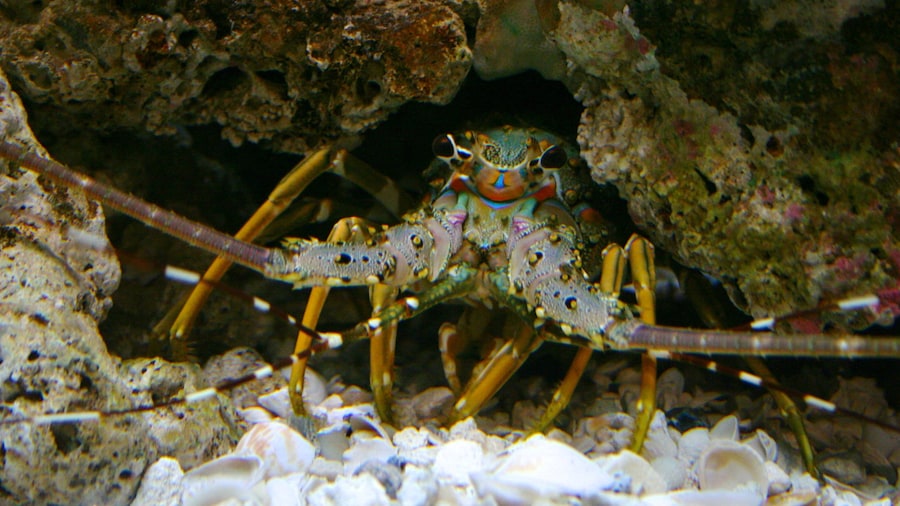 Denver Zoo which includes marine life and zoo animals