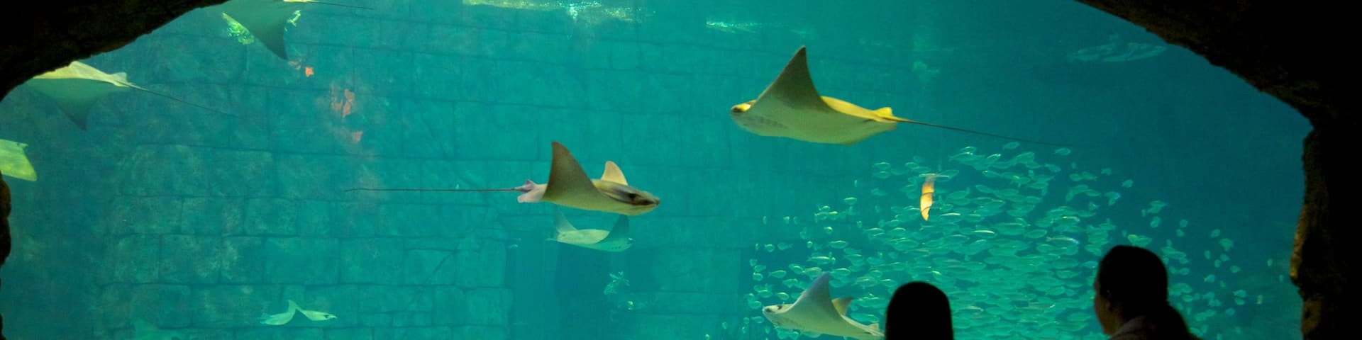 Orlando featuring marine life and interior views as well as a couple