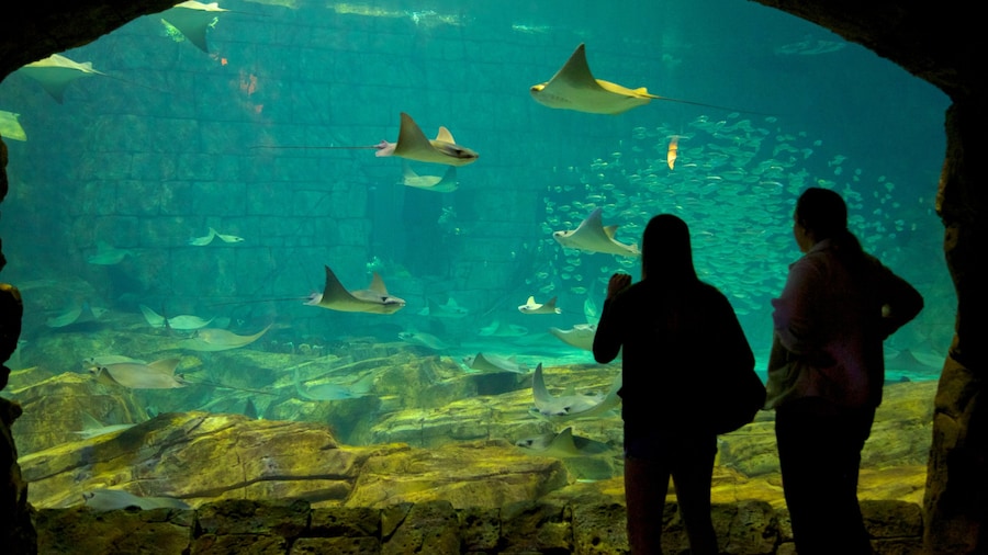 Underwater view of rays swimming in SeaWorld Orlando's marine exhibit.