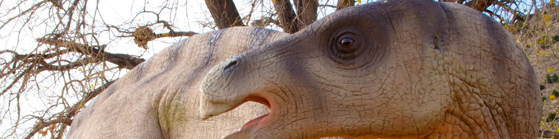 Dinosaur Ridge which includes rides