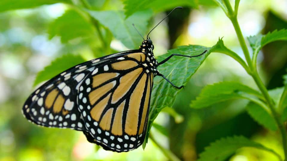 Butterfly Pavilion featuring animals