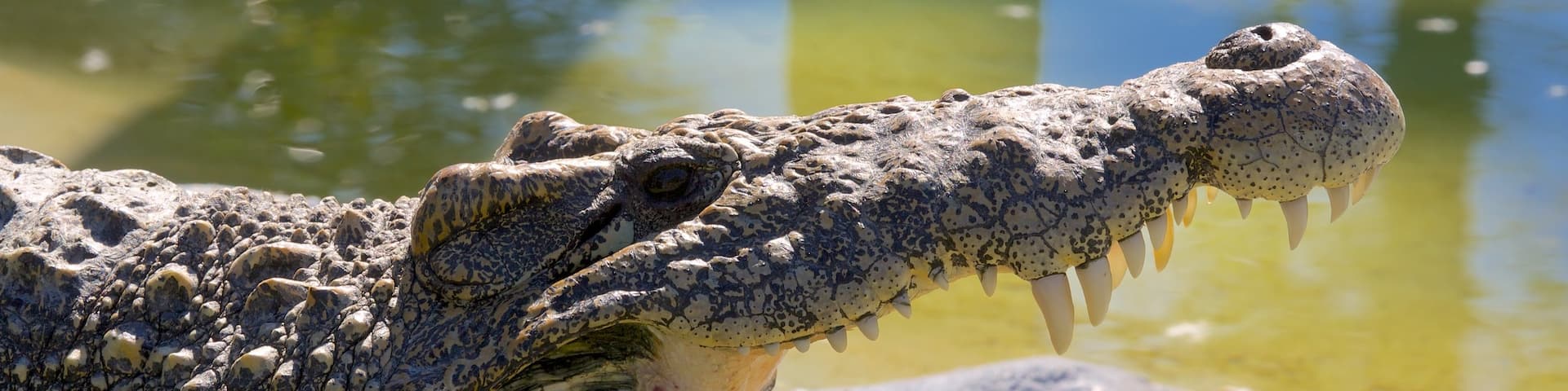 Gatorland® mostrando animales peligrosos y paseos