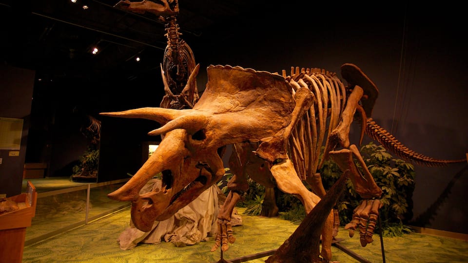 Orlando Science Center mostrando vistas internas