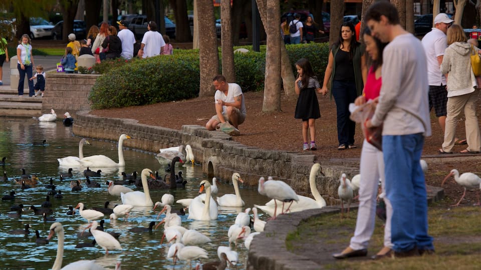 Lake Eola Park mostrando vida das aves e um parque