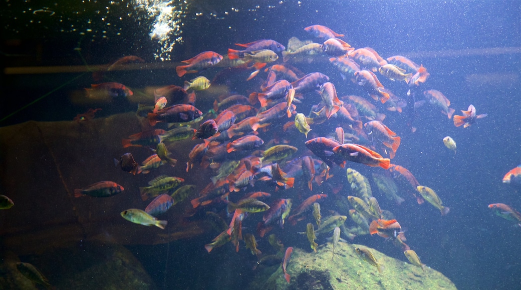 美麗島水族館 呈现出 海洋生物