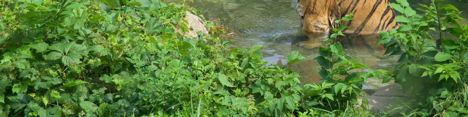 Como Park Zoo and Conservatory qui includes animaux de zoo et animaux dangereux