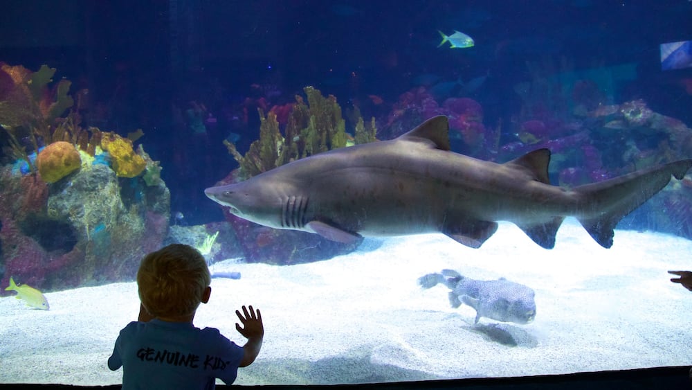 Zoo Minnesota welches beinhaltet gefährliche Tiere und Meeresbewohner sowie einzelnes Kind