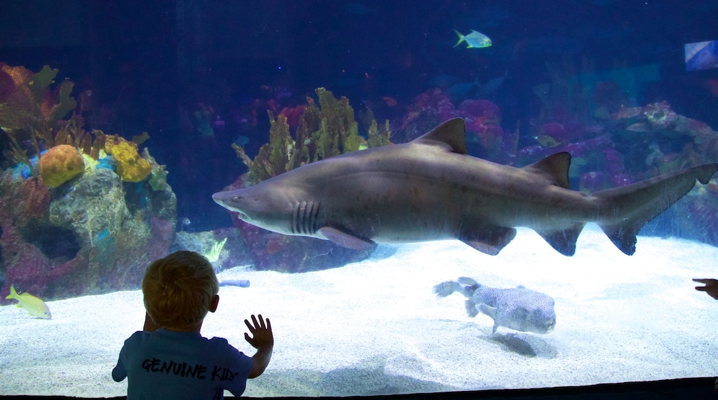 Zoo do Minnesota que inclui animais perigosos e vida marinha assim como uma criança sozinha