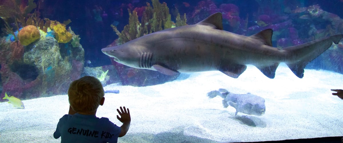 Minnesota Zoo qui includes vie marine et animaux dangereux aussi bien que enfant