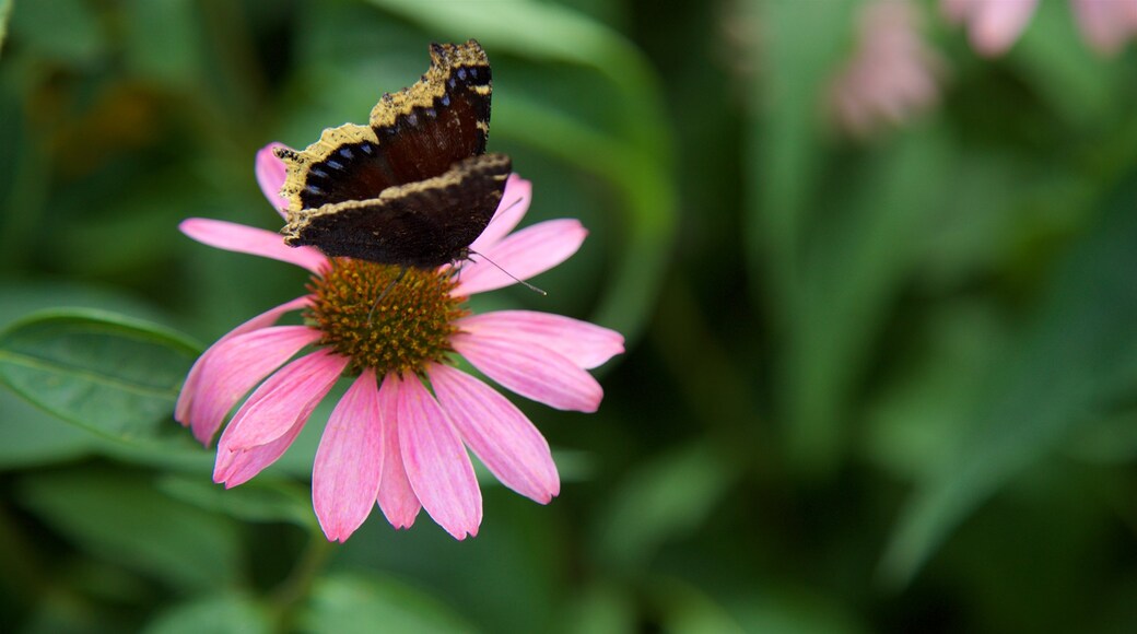 Minnesota Zoo caratteristiche di animali e fiori